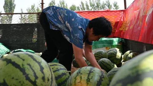 村里吃瓜配乐,吃瓜配乐，欢乐无限