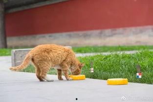 网红猫故宫去世,网友泪别故宫萌宠，缅怀“故宫猫”传奇一生”