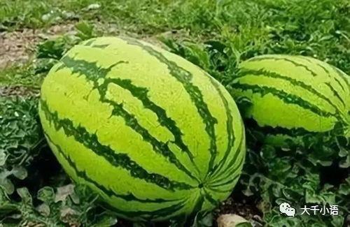 刚从抖音吃完mett老师的瓜,Mett老师瓜料揭秘，网友热议不断！