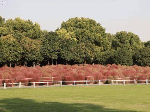 网红打卡园林树种,绿意盎然的网红打卡地