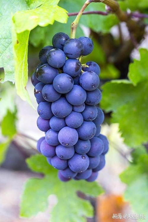 女明星葡萄图片,女明星的甜美诱惑