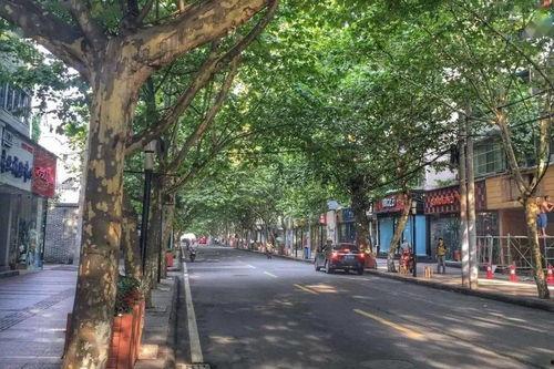 吃瓜玉林路,探寻街头美食的味蕾之旅