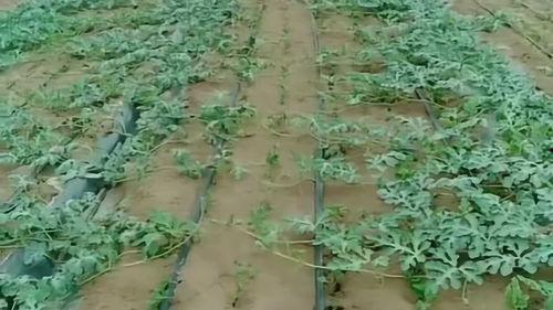 开封东郊吃瓜,夏日吃瓜盛宴，品味传统与现代的交融