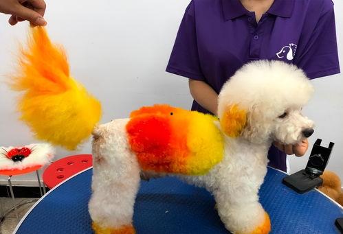 宠物在头条做什么,萌宠日常，欢乐无限